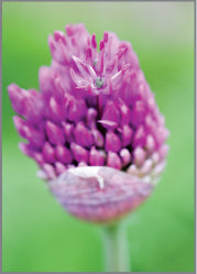 Blank Card - Allium