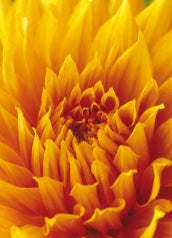 Blank Card - Closeup Yellow Chrysanthemum