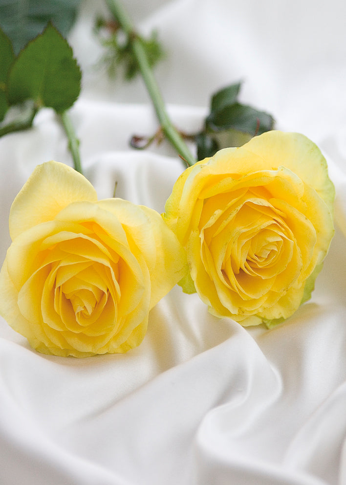 4116 Blank: Two Gold Coloured Roses