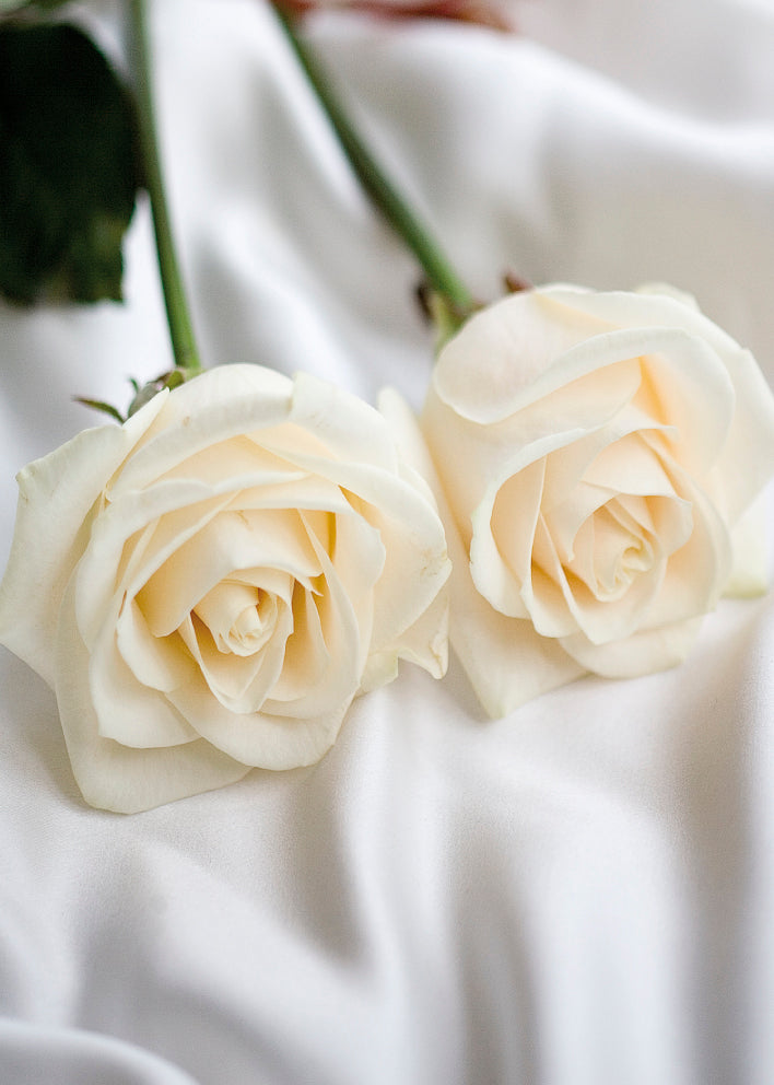 4117 Blank: Two White Roses
