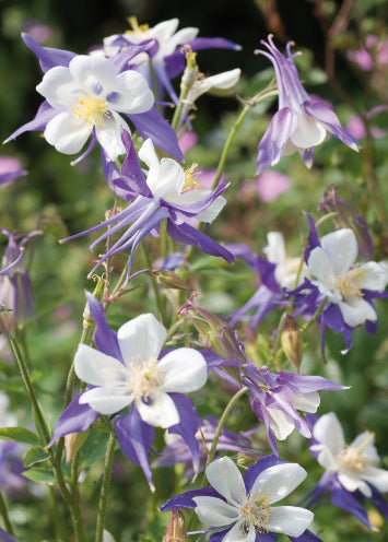 4134 Blank: White And Blue Aquilegia