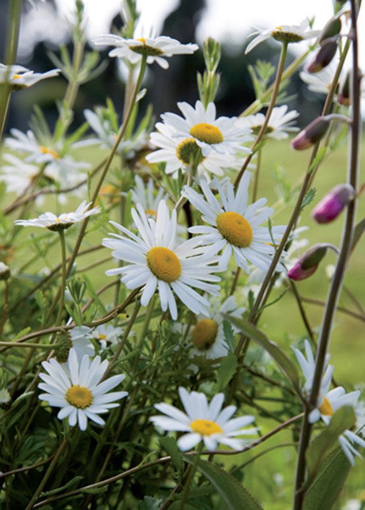 4148 Blank: Oxeye Daisies