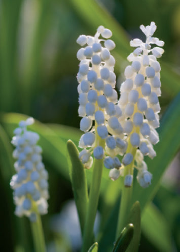 4154 Blank: White Grape Hyacinths