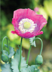 4165 Blank: Close Up Of Poppy Heads