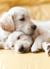 4168 Blank: Retriever Puppies Resting