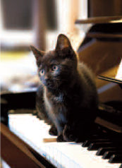 4169 Blank: Kitten On Piano