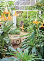 4175 Blank: Hothouse Denmans Garden