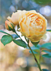 4178 Blank: Golden Rose Heads