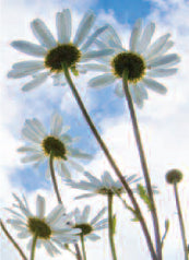 4180 Blank: Oxeye Daisies