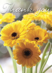 4187 Thank You: Yellow Gerbera Close Up