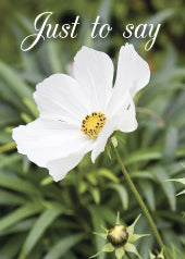 4191 Just/Say: White Cosmos Flower