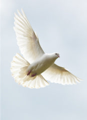 4197 Blank: Dove In Flight