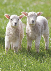 4198 Blank: Two Lambs In A Grass Field