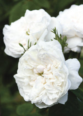 4199 Blank: Close Up White Rose Bloom