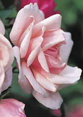 4201 Blank: Close Up Of Pink Rose Bloom