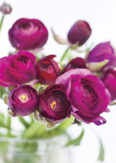 4203 Blank: Pink Hellebore