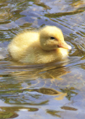 4204 Blank: Yellow Duckling Swimming