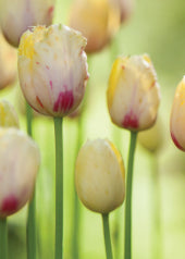 4206 Blank: Ivory Coloured Tulips