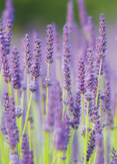 4207 Blank: Lavender Stems