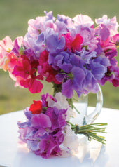 4208 Blank: Sweet Peas In Jug