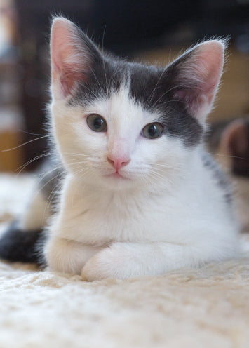 4209 Blank: Kittens