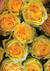 4215 Blank: Yellow Rose Heads
