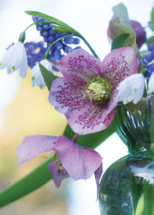 Blank Card - Hellebore Arrangement