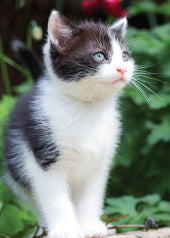 4221 Blank: Kitten On Wall