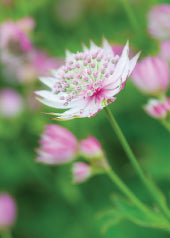 4226 Blank: Astrantia Flowers