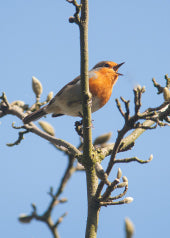 4229 Blank: Robin On Twig
