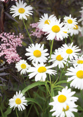 4231 Blank: Michaelmas Daisies