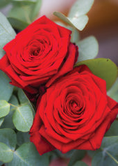 4238 Blank: Two Red Roses