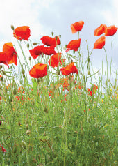 4239 Blank: Field Poppies