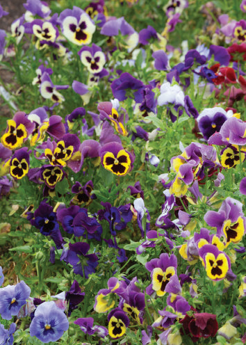 4240 Blank: All Over Pansies