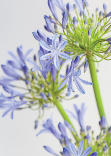 4242 Blank: Agapanthus