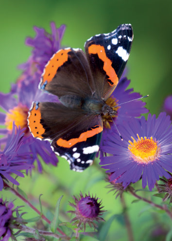 4243 Blank: Red Admiral