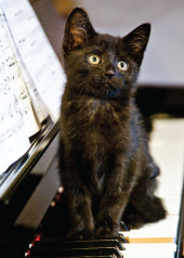 4244 Blank: Black Kitten On Piano