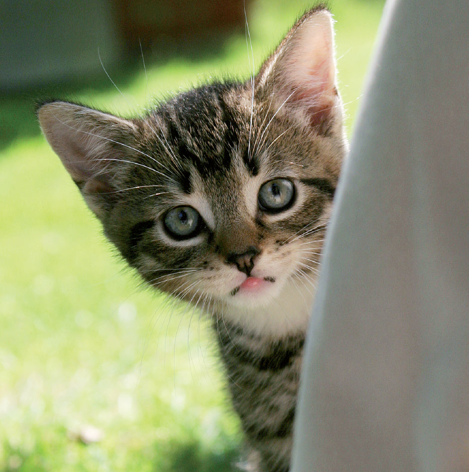 Blank Card - Kitten
