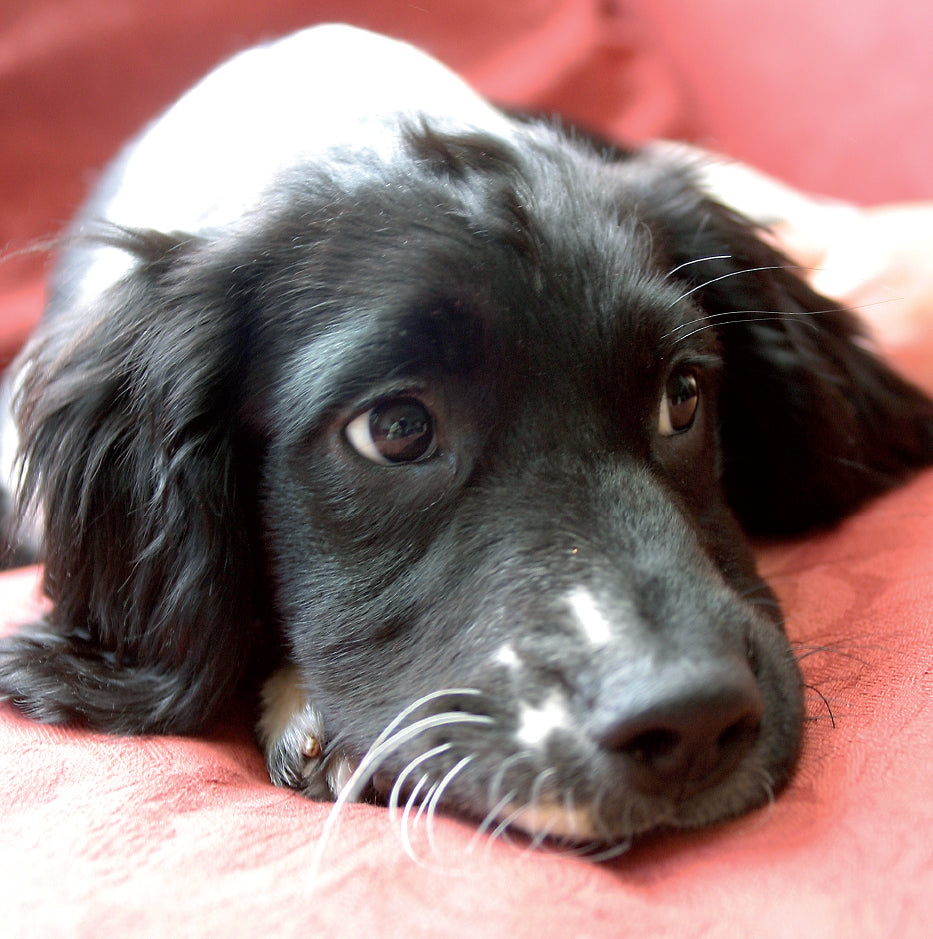 Blank Card - Springer Spaniel