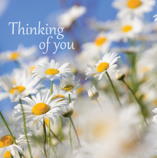 Photonotes Thinking of You Notecards - Oxeye Daisies (pack of 5 ...