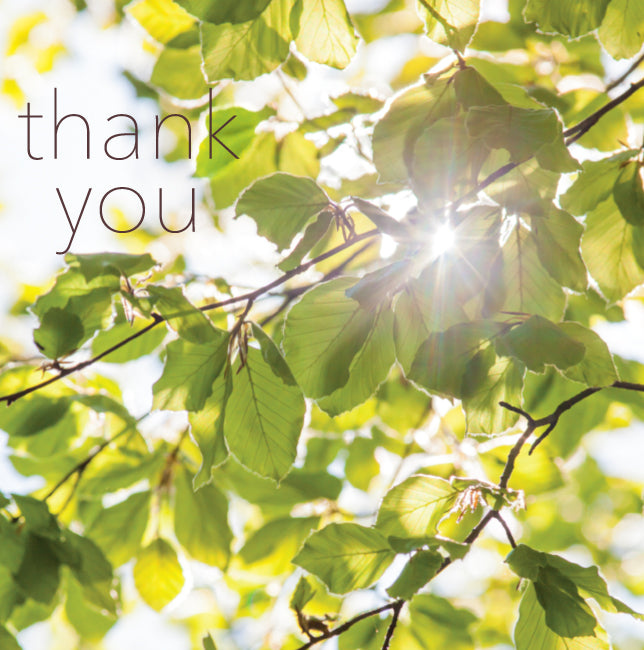 Photonotes Thank You Notecards - Beech Leaves (pack of 5) – Leonard Smith