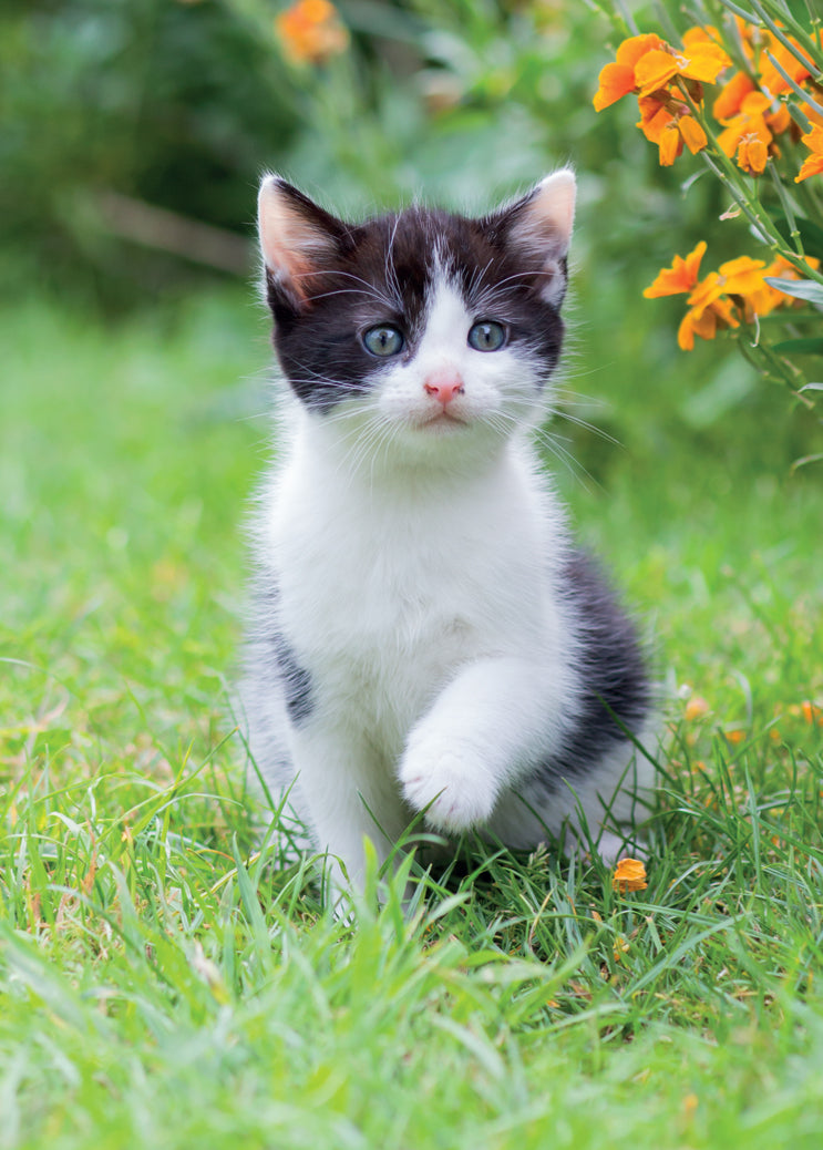 Blank Card - Adventurous Kitten