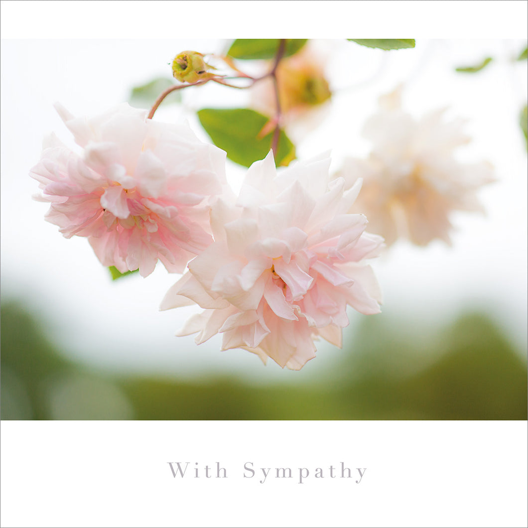 Sympathy Card - Soft Pink Roses