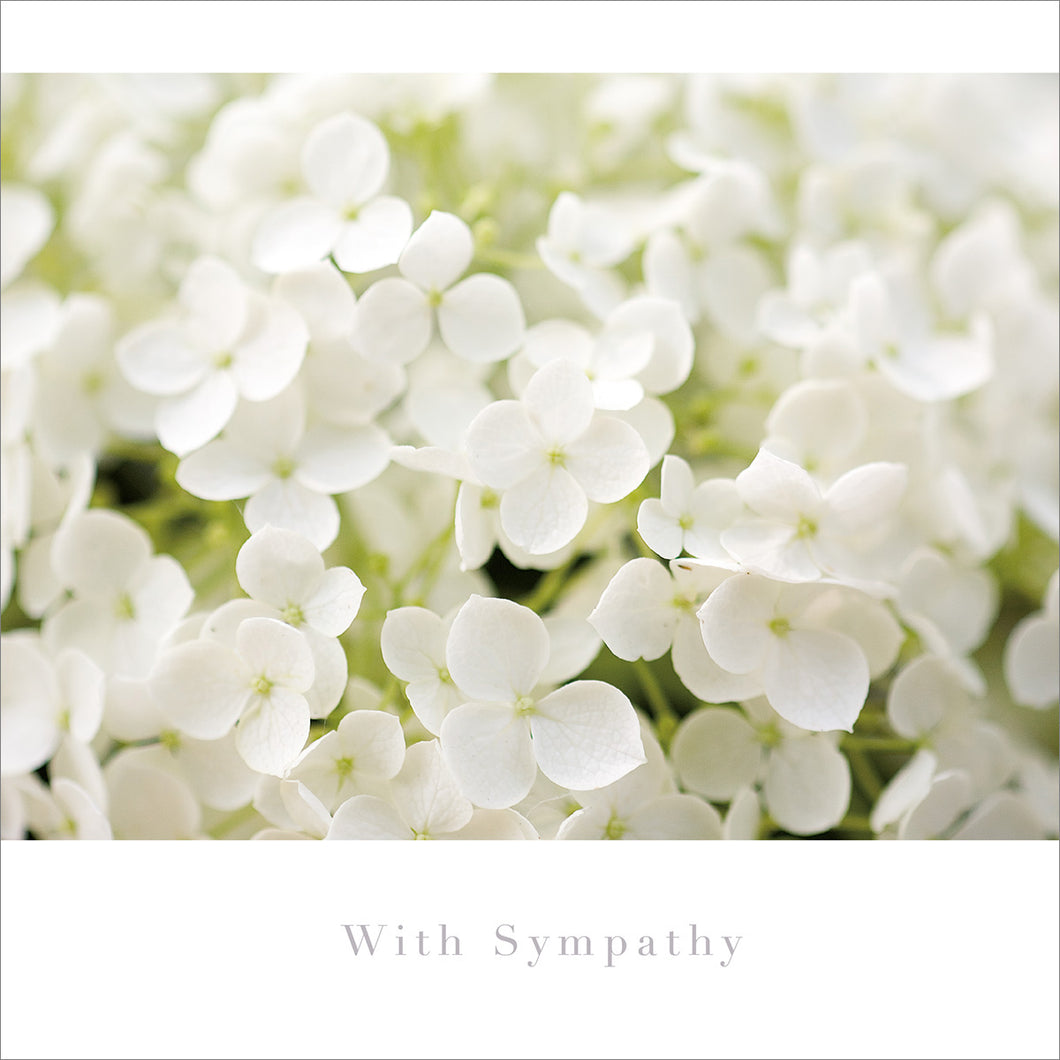 Sympathy Card - White Hydrangea