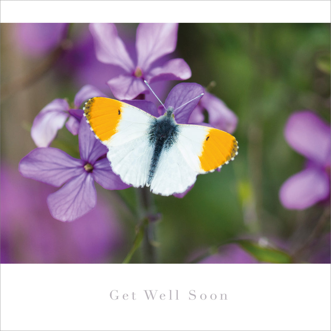 Get Well Card - Orange Tip Butterfly