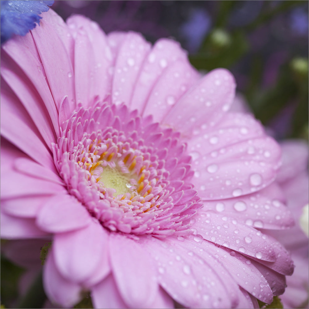 Blank Card - Pink Gerbera