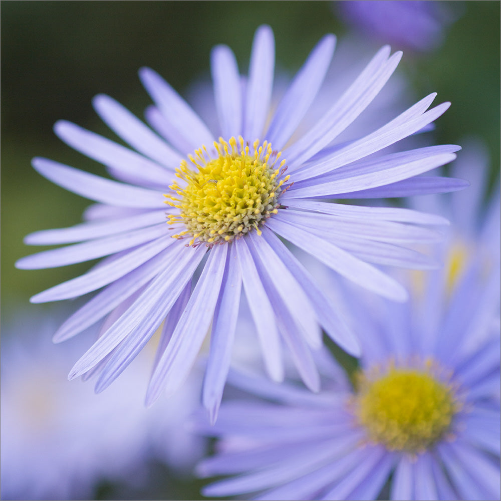 Blank Card - Purple Daisies