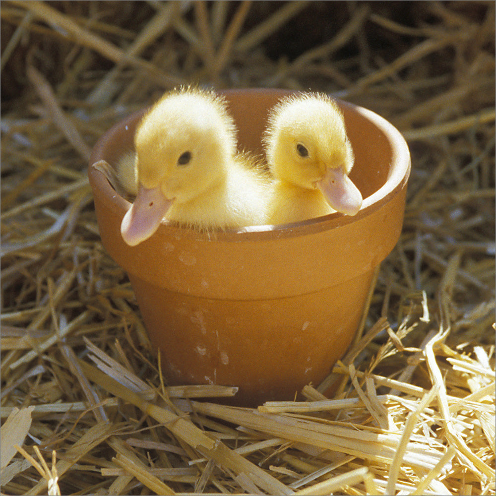 Blank Card - Ducklings in Plantpot