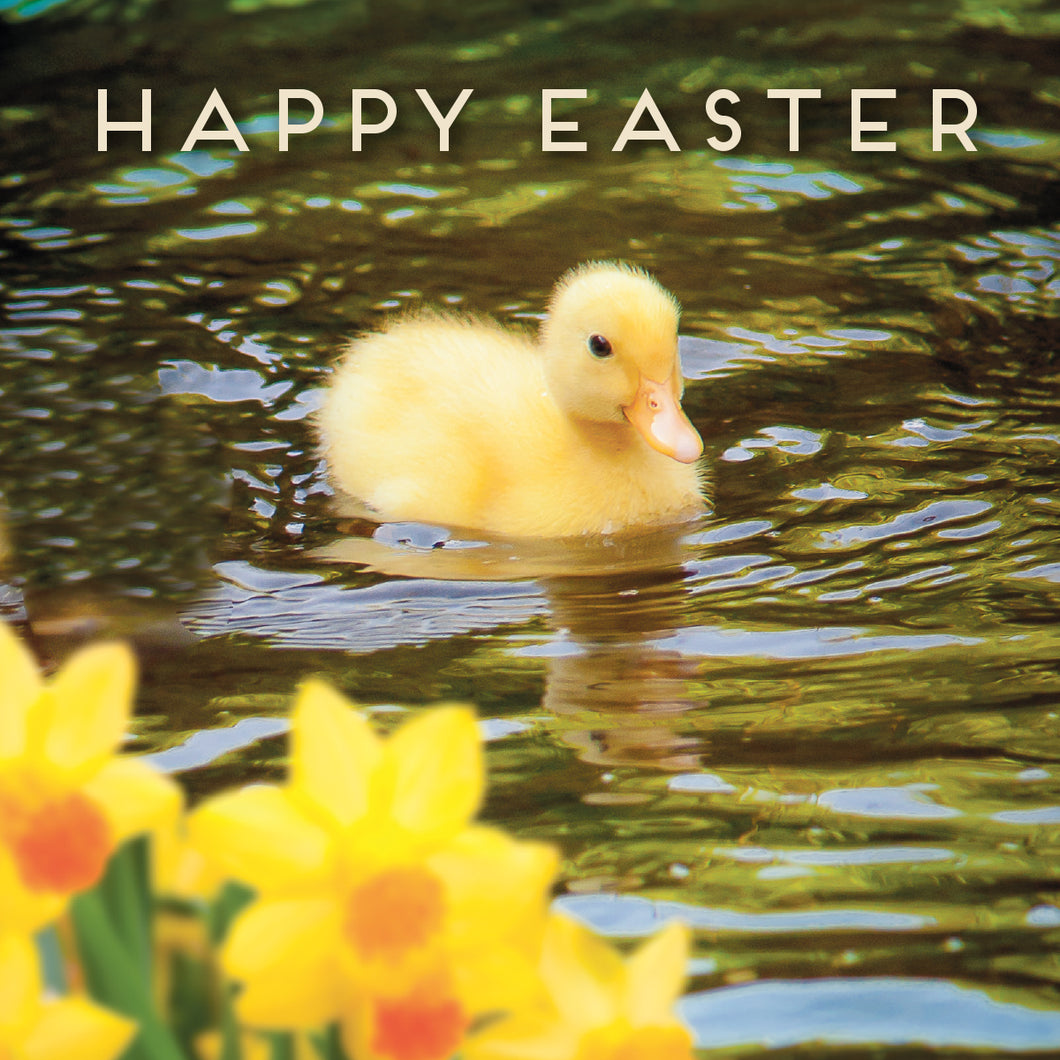 Easter Card - Duckling (pack of 5)