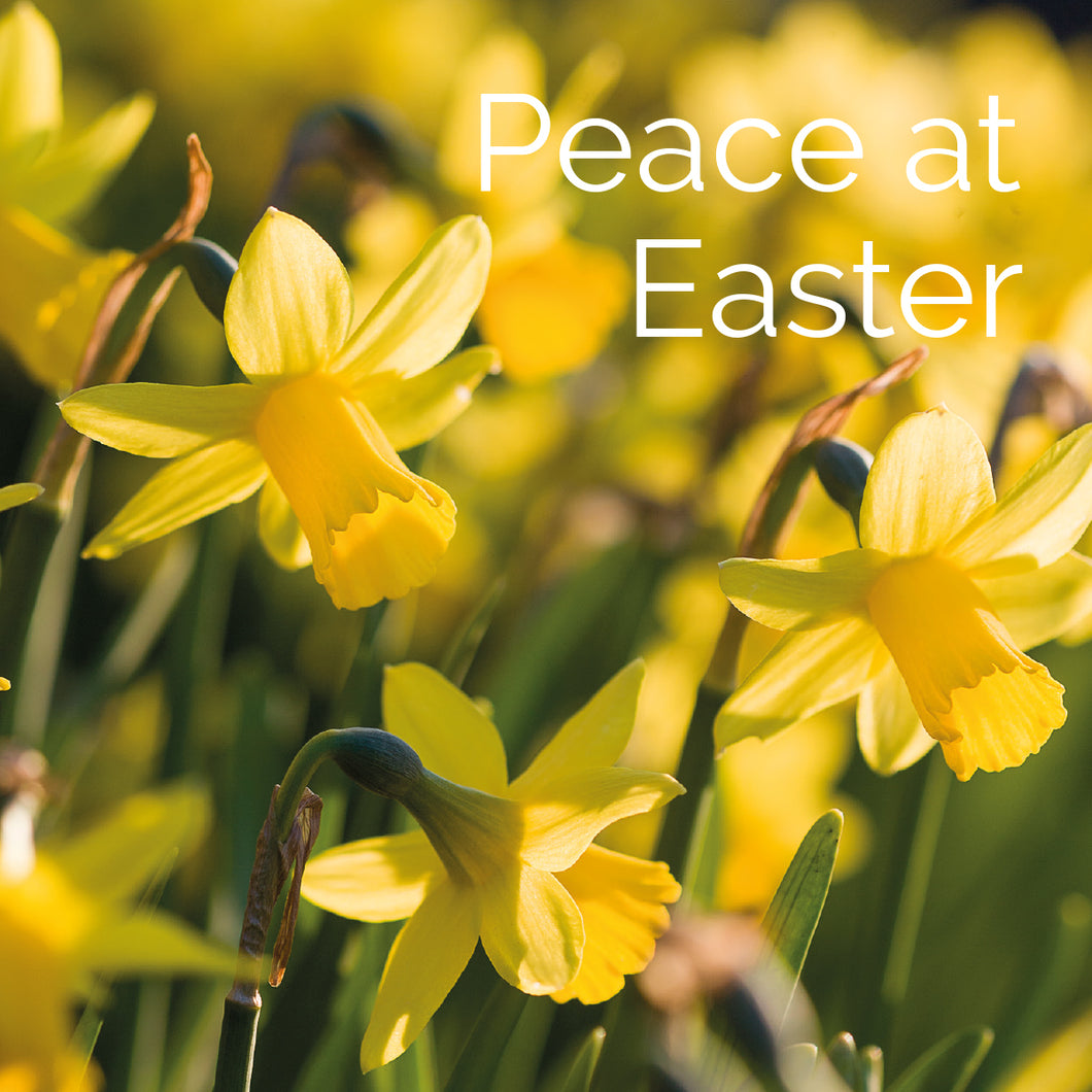 Easter Card - Daffodils/Peace At Easter (pack of 5)